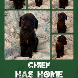 Chief - Black male Great Dane puppy in Longview, Texas from Noctua Kennels