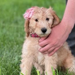 Goldendoodle and Poodle Puppies from Funny Farm Poodles & Doodles