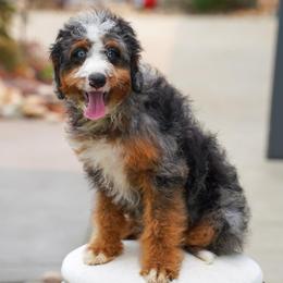 Jonas - Blue merle male Bernedoodle puppy in Dundee, Ohio from Down Home Doodle