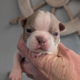 Lilac splash female 3 - Lilac female Boston Terrier puppy in Oak Hills, California from All American Boston Terriers