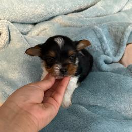 Boy 2 - Parti male Yorkshire Terrier puppy in Aurora, Colorado from Lovely Yorkies Colorado