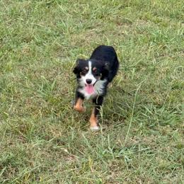 Lil bit - Toy Australian Shepherd