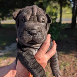 Girl 2 - Black female Chinese Shar-Pei puppy in Autryville, North Carolina from T&D'S Razen Wrinkles Shar-pei