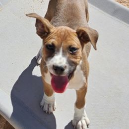Girl 1 - Red white and sable female Rat Terrier puppy in Apple Valley, California from Dynamite Rat Terriers