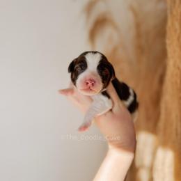 Blue boy - Chocolate male Australian Labradoodle puppy in Syracuse, Indiana from The Doodle Cove