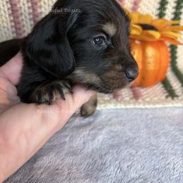 Rudolph - Black and cream male Dachshund puppy in Washington from Beautiful Doxies