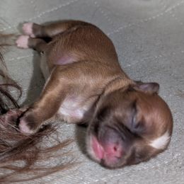 Shih Tzu Puppies from Sweetz Kennelz