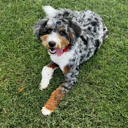 Baker - Bernedoodle