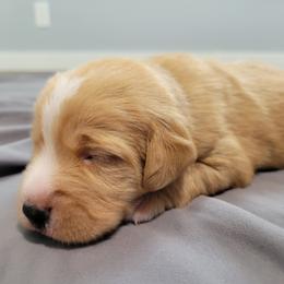 Clyde - Apricot male Assorted Doodle Crosses puppy in Blackfoot, Idaho from Lucky Pup Meadows