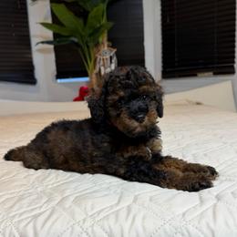 Lily - Black and tan female Cockapoo puppy in Queens, New York from The 2 Musketeers_Cockapoos