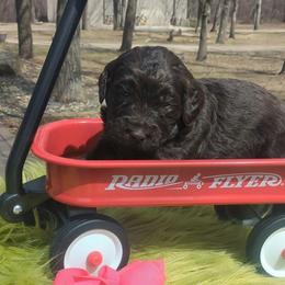 Patsy - female Newfypoo puppy in South Haven, Minnesota from Hidden Haven Poodles and Doodles