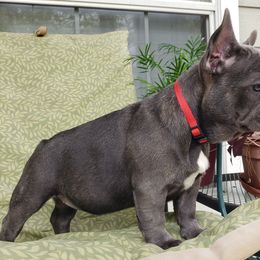 French Bulldog Puppies from LA_Texas Frenchie's