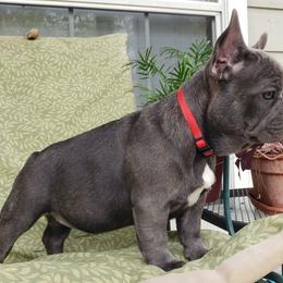 French Bulldog Puppies from LA_Texas Frenchie's