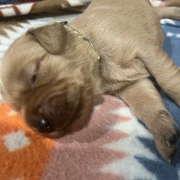 Blitzen - Dark golden male Golden Retriever puppy in Salem, Oregon from Baker’s Goldens