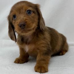 Zeppelin - Dapple male Dachshund puppy in Pulaski, Tennessee from Billboard Doxies