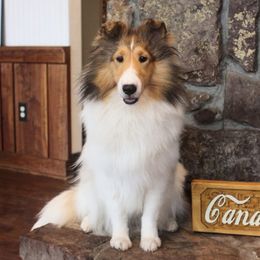 Elsa - White and sable female Shetland Sheepdog puppy in Catawba, North Carolina from Candescent Shetland Sheepdogs
