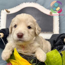 Dumplin' - Caramel cream female Labradoodle puppy in Bowman, Georgia from Companion Creek Farm