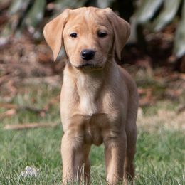 Labrador Retriever Puppies from Sun Ridge Labradors