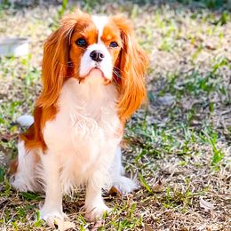 Cavalier King Charles Spaniel All Grown Up from MagPie Cavaliers