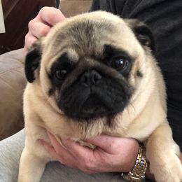 Cocoa - Pug