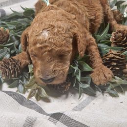 Cornelius - Red  male Poodle puppy in Statesboro, Georgia from Briar Creek Kennels