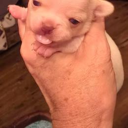 Girl 1 - Cream and white female Chihuahua puppy in Orange, Texas from Tiny Paws from God