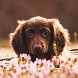 Dachshund puppies from Double B Corsos & Dachshunds
