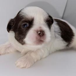 Chocolate Dobie Parti Boy - Liver and white male Shih Tzu puppy in Albany, New York from Precious Shihpoo’s and Luxurious Shih Tzu’s
