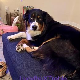 Purple - Australian Shepherd puppy in Silver Springs, Florida from Denise Ocala Forest Florida Aussies