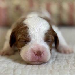 Celeste- Parti gril - Red female Cavapoo puppy in Beckley, West Virginia from By Design Doodles