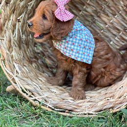 Goldendoodle Puppies from JD GoldenDoodles