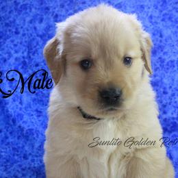 Black collar Boy - Golden male Golden Retriever puppy in Otis Orchards, Washington from Sunlite Golden Retrievers