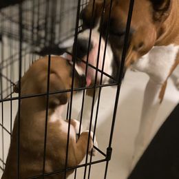 Boxer Puppies from Fineview Boxers