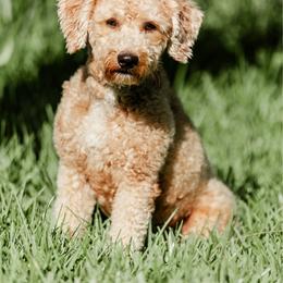 Puff - Cream male Goldendoodle puppy in Aubrey, Texas from Four Willows Farm