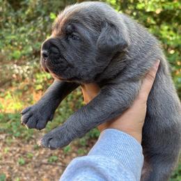Manny - Gray male Cane Corso puppy in Hephzibah, Georgia from Bellissima Cala Cane Corso