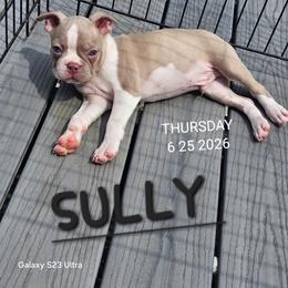 Sully - Boy 3  (6th born) - Lilac male Boston Terrier puppy in Versailles, Indiana from Benhams Bostons