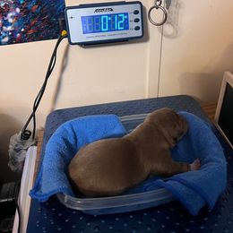 Karoo - Liver and white male American Corgi puppy in Crystal River, Florida from Coopers Korner