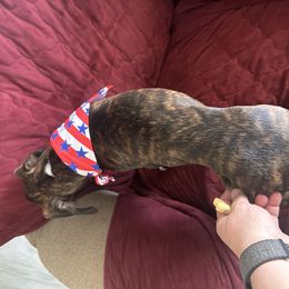 Red - Brindle male Boxer puppy in Charleroi, Pennsylvania from KC’s Boxers