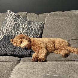 French Bulldog and Goldendoodle All Grown Up from French Valley Miniature Goldendoodles & French Bulldogs