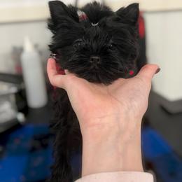 Siren (pet only) - male Russian Salon Dog puppy in Kendallville, Indiana from Yorkies Kisses/Rusalka Siren Song