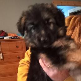 German Shepherd Puppies from Duke AKC Shepherds