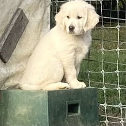 Sweet Pea - Light golden female Golden Retriever puppy in Pittsgrove, New Jersey from Journeyman Goldens