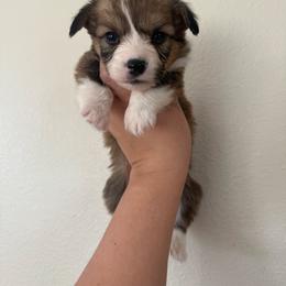 Ash - White and red male Pembroke Welsh Corgi puppy in Red Bluff, California from Wilder Ranch Corgis