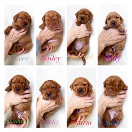 Goldendoodle, Labradoodle, Labrador Retriever, and Poodle Puppies from Katie K9