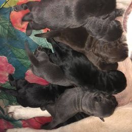 Dilute Retriever and Labrador Retriever Puppies from TLS Retrievers