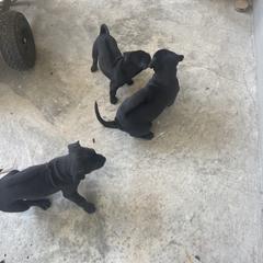 Vietnamese Phu Quoc Ridgeback Puppies from Phu Quoc Ridgebacks of Mississippi