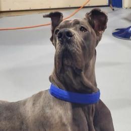 Great Dane Puppies from South Fort Blue Danes