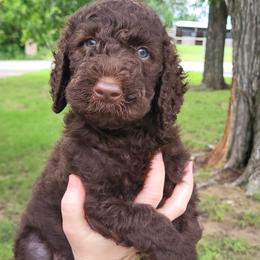 Aster - Chocolate male Goldendoodle puppy in Pilot Point, Texas from K9 Sidekicks, LLC
