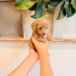 Strawberry - Micro Size - Apricot female Goldendoodle puppy in Elizabethtown, Kentucky from Reddy Poodles & Doodles