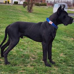 Grym - Great Dane
